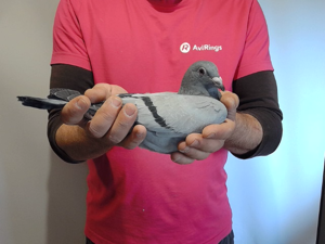 Pigeon image