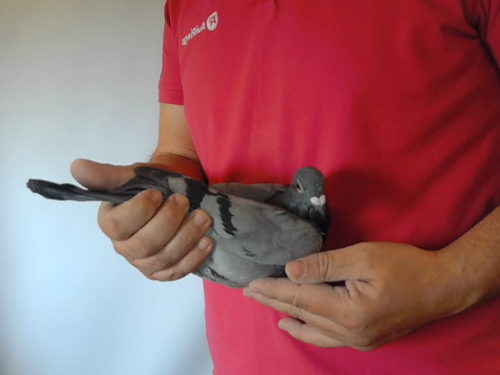 Pigeon image