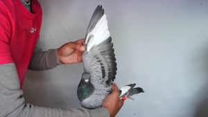 Pigeon image