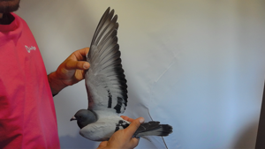 Pigeon image