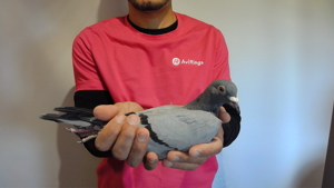 Pigeon image