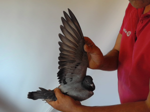 Pigeon image