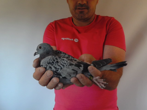 Pigeon image