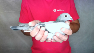 Pigeon image