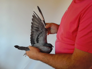 Pigeon image