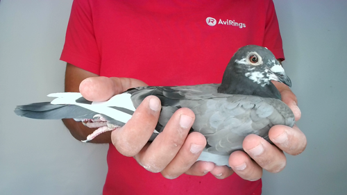 Pigeon image