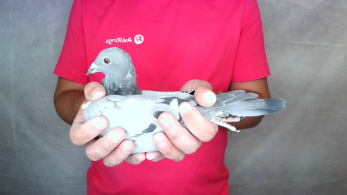 Pigeon image
