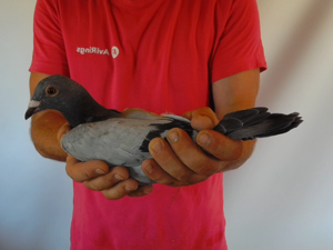 Pigeon image