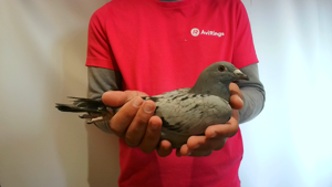 Pigeon image