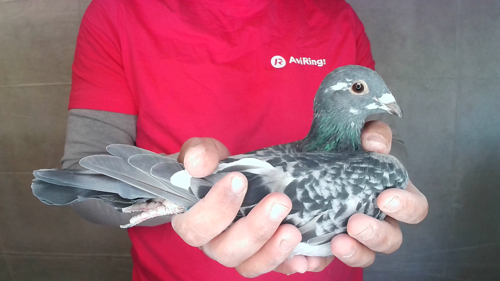 Pigeon image