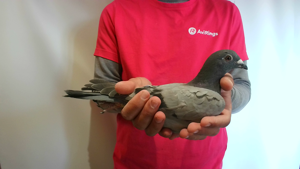 Pigeon image