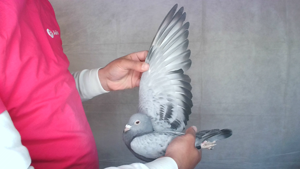 Pigeon image