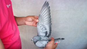 Pigeon image