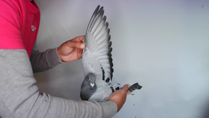 Pigeon image