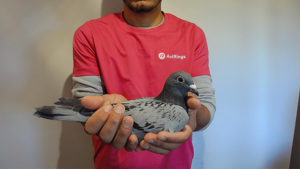 Pigeon image