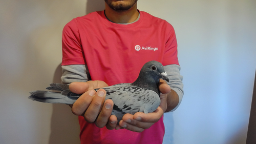 Pigeon image