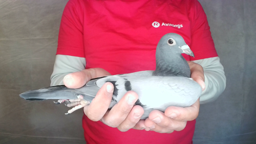 Pigeon image