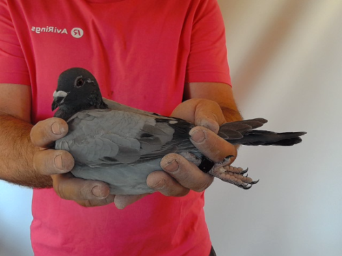 Pigeon image