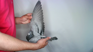 Pigeon image