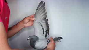 Pigeon image