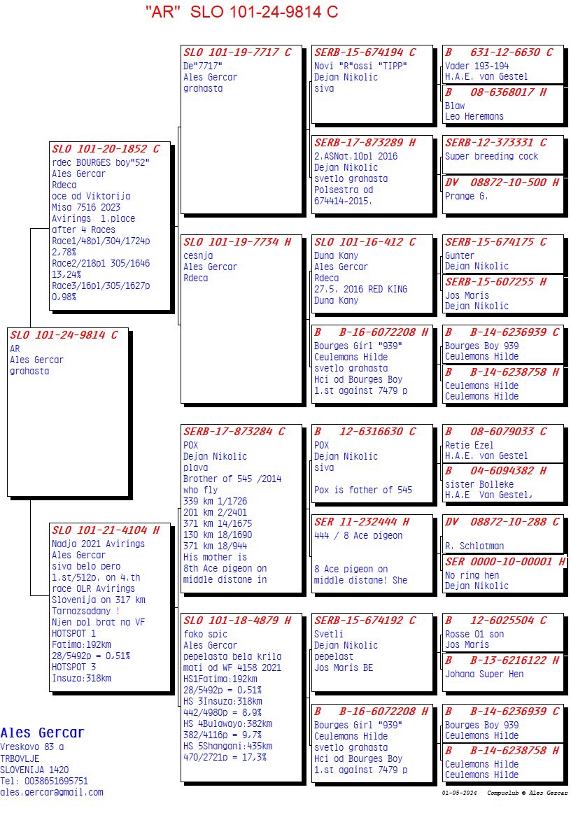 Pigeon pedigree image
