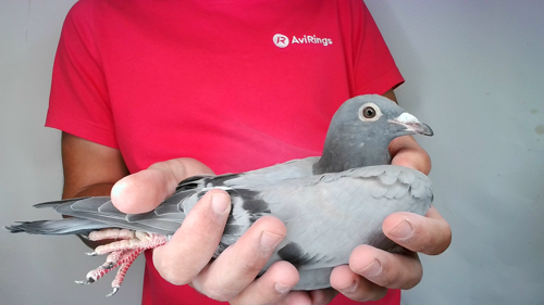 Pigeon image