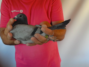 Pigeon image