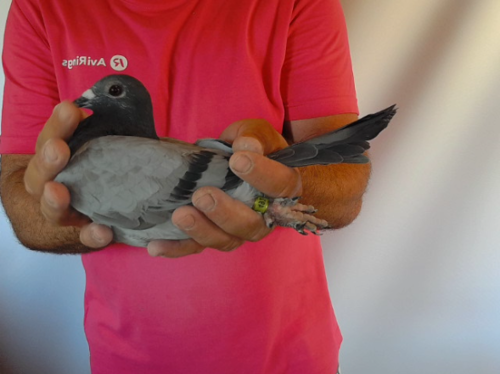 Pigeon image