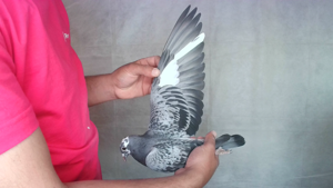 Pigeon image