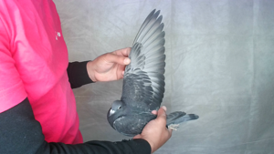 Pigeon image