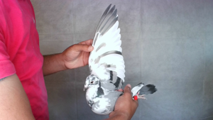 Pigeon image