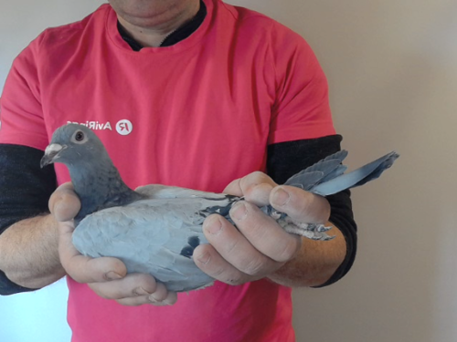 Pigeon image