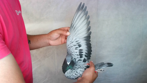 Pigeon image