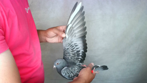 Pigeon image