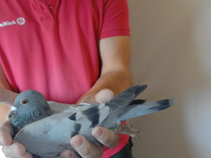 Pigeon image