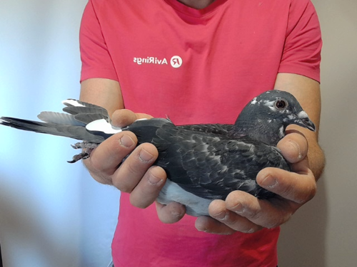 Pigeon image