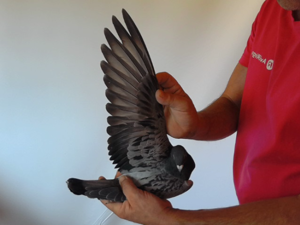 Pigeon image