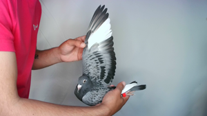 Pigeon image