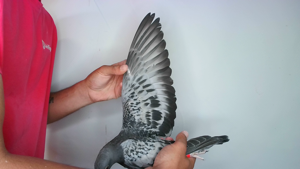 Pigeon image