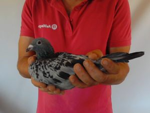 Pigeon image