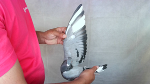 Pigeon image