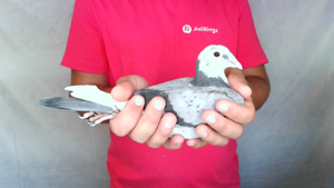 Pigeon image