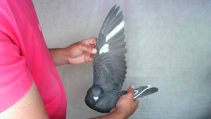 Pigeon image