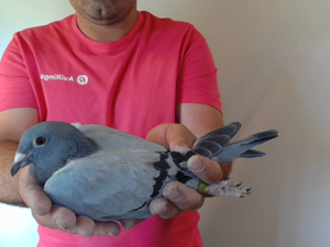 Pigeon image