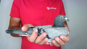 Pigeon image
