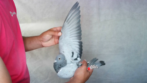 Pigeon image