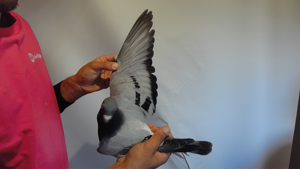 Pigeon image