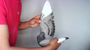 Pigeon image