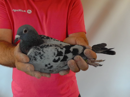Pigeon image
