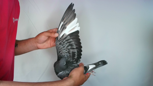 Pigeon image